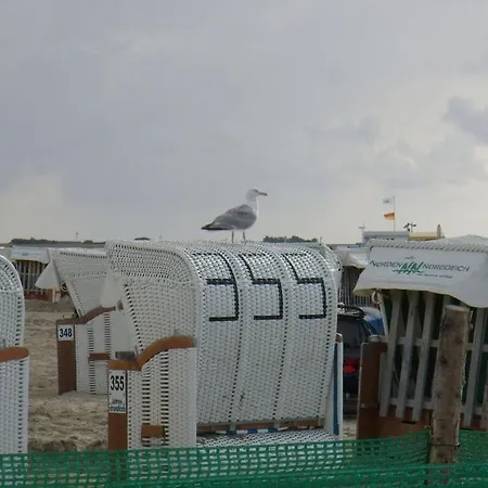 Flea In The Meeresblume 노르다히